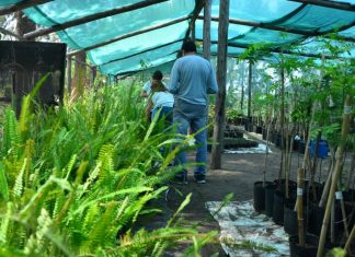 Programa de Arbolado