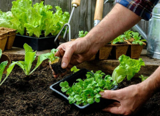 Programa Mi Huerta: ya se pueden solicitar semillas para huerta familiar