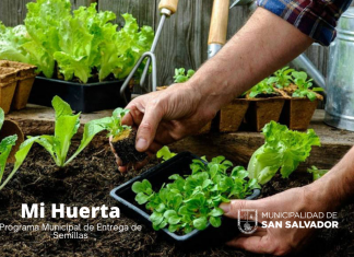 Programa Mi Huerta: a partir del 27/10 se podrán retirar semillas para huerta familiar