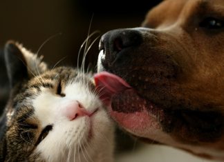 El Municipio retoma el Programa Municipal de Castraciones de mascotas