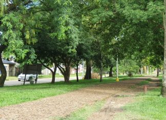La Municipalidad ejecutará un Programa Municipal de Arbolado Urbano