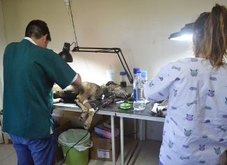 La Municipalidad retomó el Programa de Castraciones