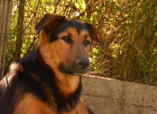 En el marco del Día del Animal, se lanza una campaña de adopción