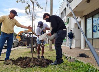 En el mes del medio ambiente, se plantaron árboles en calle Arroyo Grande