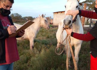Comenzó la aplicación de la Ordenanza sobre animales sueltos