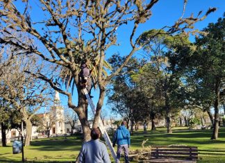 El Municipio encara un trabajo de recuperación de las especies arbóreas de la Plaza 25 de mayo