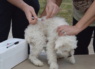 En la Cruz del II Milenio se desarrolló una nueva jornada de vacunación antirrábica