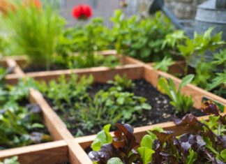 Se realizará el concurso “Mi Huerta en Casa”