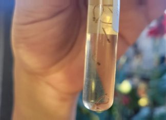 Junto a Zoonosis de provincia se realiza una campaña específica contra el Dengue